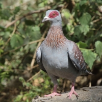 Gołąb okularowy - Columba guinea - Speckled Pigeon