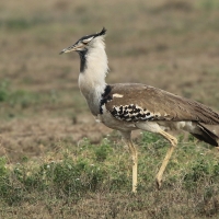 Drop olbrzymi - Ardeotis kori - Kori Bustard