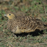 Stepówka brunatnobrzucha - Pterocles exustus - Chestnut-bellied Sandgrouse