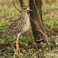 Kulon plamisty - Burhinus capensis - Spotted Thick-knee