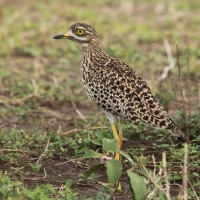Kulon plamisty - Burhinus capensis - Spotted Thick-knee