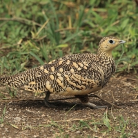 Stepówka brunatnobrzucha - Pterocles exustus - Chestnut-bellied Sandgrouse