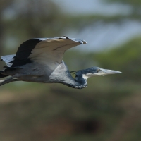 Czapla czarnogłowa - Ardea melanocephala - Black-headed Heron