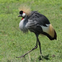 Koronnik szary - Balearica regulorum - Grey Crowned Crane