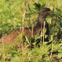 Szponiastonóg nadobny - Pternistis hildebrandti - Hildebrandt's Francolin