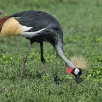Koronnik szary - Balearica regulorum - Grey Crowned Crane