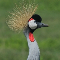 Koronnik szary - Balearica regulorum - Grey Crowned Crane