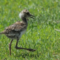 Czajka czarnoskrzydła - Vanellus melanopterus - Black-winged Lapwing