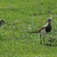 Czajka czarnoskrzydła - Vanellus melanopterus - Black-winged Lapwing