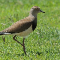 Czajka czarnoskrzydła - Vanellus melanopterus - Black-winged Lapwing
