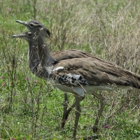 Drop olbrzymi - Ardeotis kori - Kori Bustard