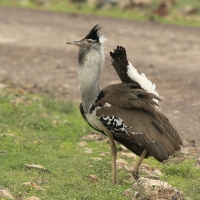 Drop olbrzymi - Ardeotis kori - Kori Bustard