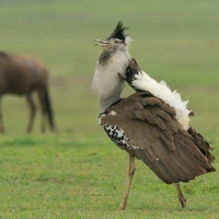 Drop olbrzymi - Ardeotis kori - Kori Bustard