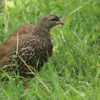 Szponiastonóg nadobny - Pternistis hildebrandti - Hildebrandt's Francolin