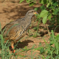 Szponiastonóg nadobny - Pternistis hildebrandti - Hildebrandt's Francolin