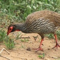 Szponiastonóg czerwonogardły - Pternistis afer - Red-necked Spurfowl