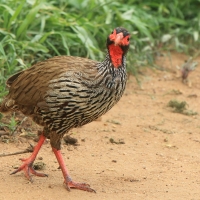 Szponiastonóg czerwonogardły - Pternistis afer - Red-necked Spurfowl