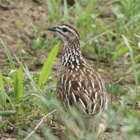 Frankolin czubaty - Dendroperdix sephaena - Crested Francolin