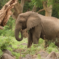 Słoń afrykański - Loxodonta africana -  African savanna elephant 