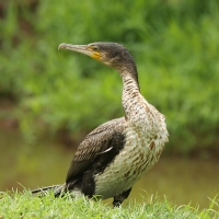 Kormoran etiopski - Microcarbo africanus - Reed Cormorant