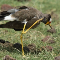 Czajka płowa - Vanellus senegallus - Wattled Lapwing