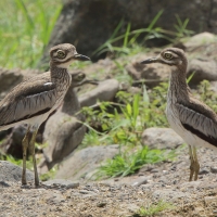Kulon nadwodny - Burhinus vermiculatus - Water Thick-knee