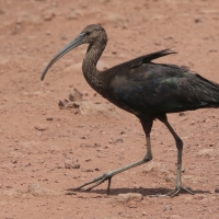 Ibis kasztanowaty - Plegadis falcinellus - Glossy Ibis