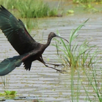Ibis kasztanowaty - Plegadis falcinellus - Glossy Ibis