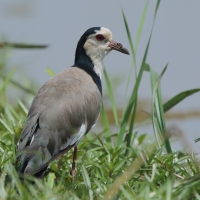 Czajka białolica - Vanellus crassirostris - Long-toed Lapwing