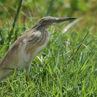 Czapla modronosa - Ardeola ralloides - Squacco Heron