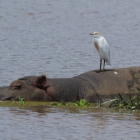 Czapla złotawa - Bubulcus ibis - Western Cattle Egret