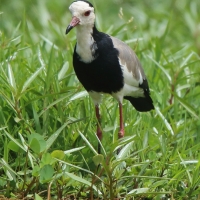 Czajka białolica - Vanellus crassirostris - Long-toed Lapwing