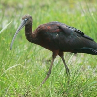 Ibis kasztanowaty - Plegadis falcinellus - Glossy Ibis