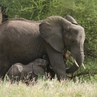 Słoń afrykański - Loxodonta africana -  African savanna elephant 