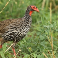 Szponiastonóg czerwonogardły - Pternistis afer - Red-necked Spurfowl
