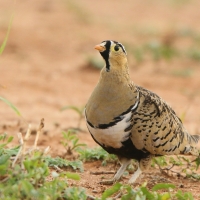 Stepówka czarnolica - Pterocles decoratus  - Black-faced Sandgrouse