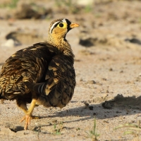 Stepówka czarnolica - Pterocles decoratus  - Black-faced Sandgrouse