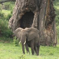 Słoń afrykański - Loxodonta africana -  African savanna elephant 