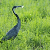 Czapla czarnogłowa - Ardea melanocephala - Black-headed Heron