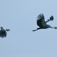 Koronnik szary - Balearica regulorum - Grey Crowned Crane