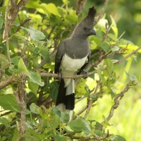 Hałaśnik białobrzuchy - Criniferoides leucogaster - White-bellied Go-away-bird