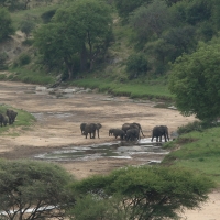Słoń afrykański - Loxodonta africana -  African savanna elephant 