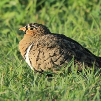 Stepówka czarnolica - Pterocles decoratus  - Black-faced Sandgrouse