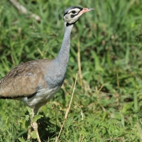 Dropik senegalski - Eupodotis senegalensis - White-bellied Bustard