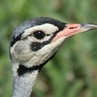 Dropik senegalski - Eupodotis senegalensis - White-bellied Bustard