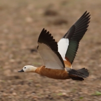 Kazarka rdzawa - Tadorna ferruginea - Ruddy Shelduck