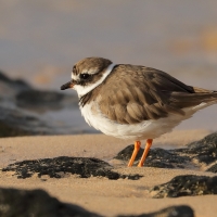 Sieweczka obrożna - Charadrius hiaticula - Common Ringed Plover