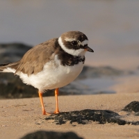 Sieweczka obrożna - Charadrius hiaticula - Common Ringed Plover