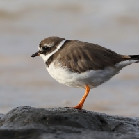 Sieweczka obrożna - Charadrius hiaticula - Common Ringed Plover
