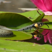 Zaskroniec - Natrix natrix - Grass snake